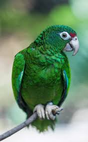 parrot-image